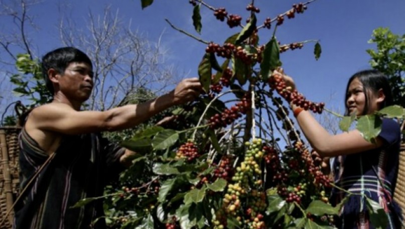 Regenerative agriculture paves way for coffee to meet EUDR and cut emissions