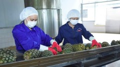 Maintaining Viet Nam’s foothold in the Middle Eastern agricultural market