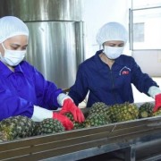 Maintaining Viet Nam’s foothold in the Middle Eastern agricultural market